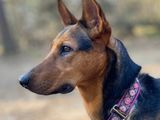 Amy (Podenco herder mix ter adoptie)