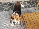 Lexy een lieve beagle kruising