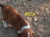 Bella