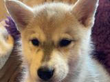 Pup husky blauwe ogen 