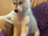 Pup husky blauwe ogen 