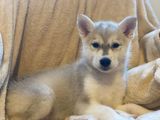 Pup husky blauwe ogen 