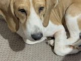 Maak kennis met Beagolis – een vrolijke Beagle-kruising van 9 jaar!
