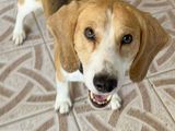 Maak kennis met Beagolis – een vrolijke Beagle-kruising van 9 jaar!