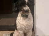 Sammie - lieve, sociale Aussie Doodle 