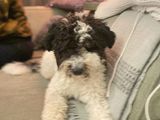 Sammie - lieve, sociale Aussie Doodle 