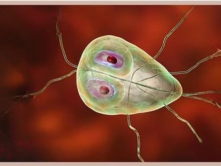 Ontdek Alles Over Giardia bij Honden