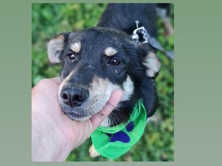 Simon *Gereserveerd*