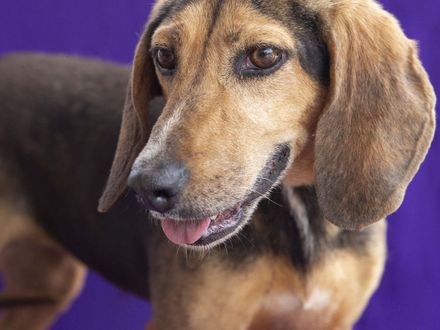 Relaxte en lieve Nadith, zoekt een warme mand om lekker in te chillen.
