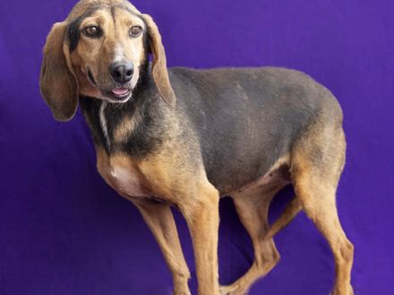 Relaxte en lieve Nadith, zoekt een warme mand om lekker in te chillen.