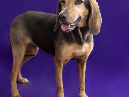 Relaxte en lieve Nadith, zoekt een warme mand om lekker in te chillen.