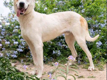 Energieke jonge kerel zoekt de ideale match, ontmoet SOL.