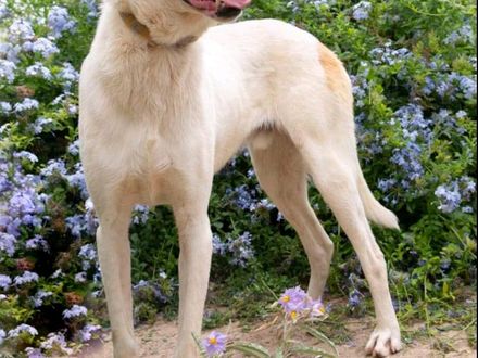 Energieke jonge kerel zoekt de ideale match, ontmoet SOL.