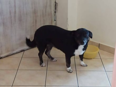 Zachtaardige en lieve Dona zoekt dito gezin