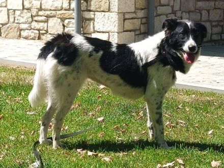 Prachtige Elfi is een slimme meid op zoek naar een fijn gezin.