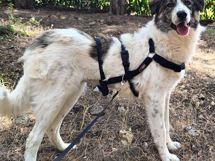 Perfecte gezinshond van 22 kilo puur geluk en vriendelijkheid, ontmoet knappe Kira!
