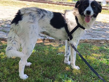 Liefste gezinshond uit Griekenland; Stella.