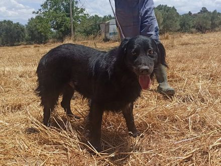 Senior vriend Aris zoekt lief senior (stel) om samen oud te worden