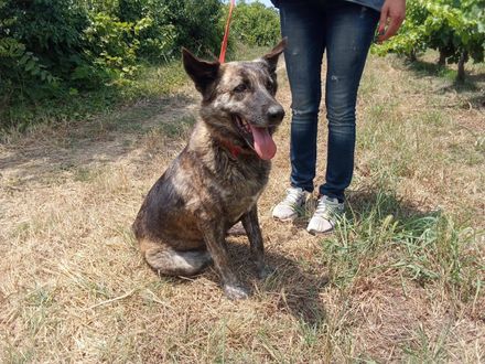 Choco, Een dappere meid met drie pootjes en een hart van goud.