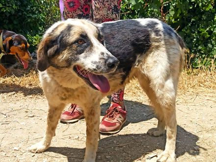 Ontmoet Lola – een zachte kanjer met een groot hart.
