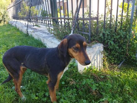 Charmante  Roxy – jouw toekomstige knuffelbare en harige BFF!