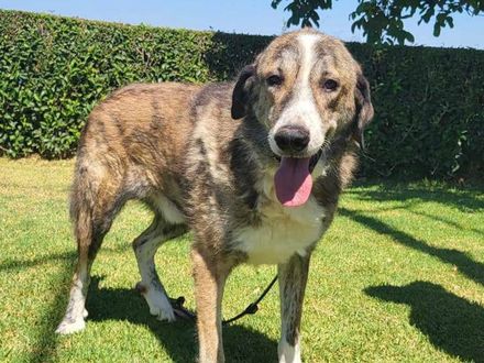 Brief van Dash aan zijn toekomstige favoriete mens.