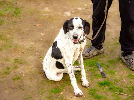 Lina: jouw elegante metgezel voor een leven in de luwte 