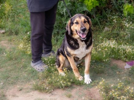 Van Griekenland naar jouw bank: Bobby, de easy-going knuffelkampioen!