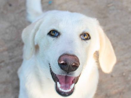 Beauty Bianca, de zonnestraal op vier pootjes – klaar om jouw wereld op te fleuren!