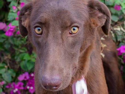 Farah – van verlegen snuffelaar tot vrolijke knuffelkoningin!