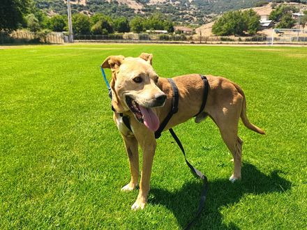 Shrek zoekt zijn Fiona die hem laat opbloeien.