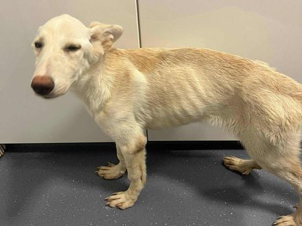 Snowy zoekt een toekomst vol liefde – help jij haar op weg?