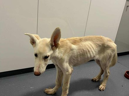 Snowy zoekt een toekomst vol liefde – help jij haar op weg?