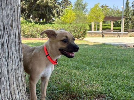 Shayla zoekt een knuffelmaatje – ben jij haar match?