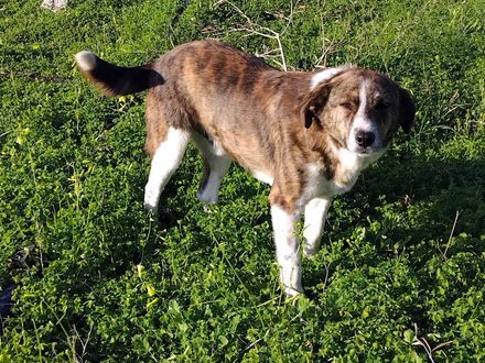 Lieve Tito zoek een warm liefdevol warm huisje 
