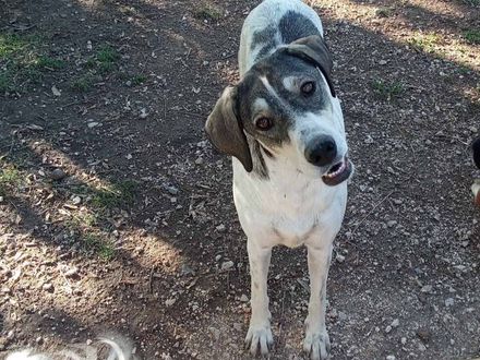 Demi hart van goud op vier poten 