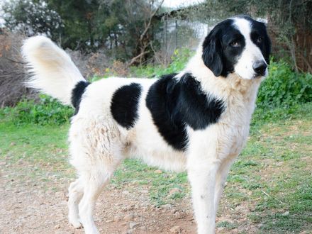 Beethoven jouw avontuurbuddy