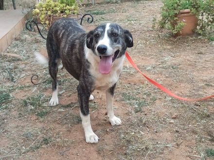 Jonge zachtaardige dame