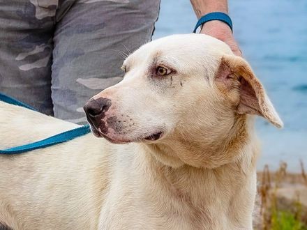 Soi vrolijke hond met een hartje van goud 