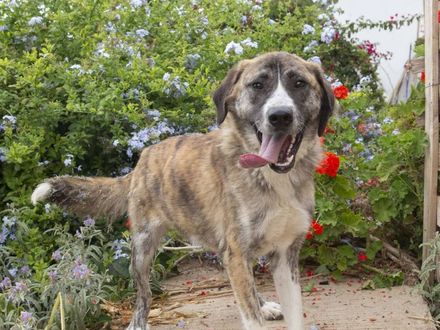Bella op zoek naar een goud mandje 