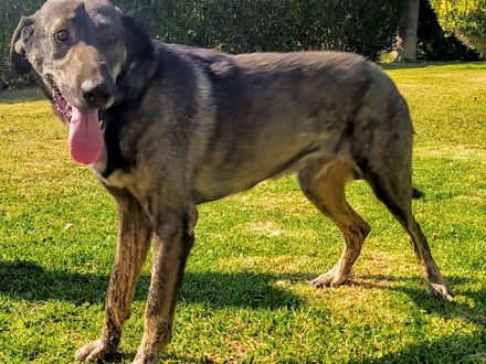 Maak Kennis Mackenzie wacht op een warm liefdevol huisje 