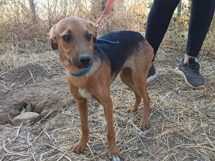 Maak kennis met lieve Charlie 