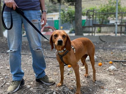 Gina droomt van een thuis waar haar staart nooit stopt met kwispelen