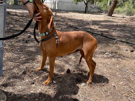 Gina droomt van een thuis waar haar staart nooit stopt met kwispelen