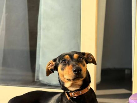 Shelby: groot van formaat, nog groter van hart – deze dame zoekt een troon van liefde!