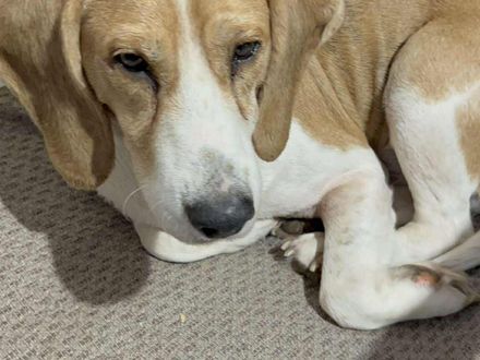 Maak kennis met Beagolis – een vrolijke Beagle-kruising van 9 jaar!