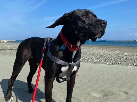 Angel wacht al 8 jaar… wordt jij zijn held? 