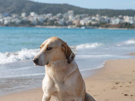 Eva vriendelijke meid 