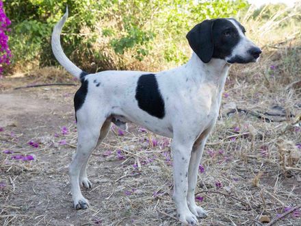 Pico met een goud hartje en heel vrolijk 