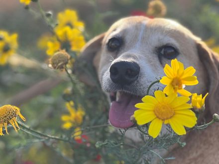 Poirrot een zachte ziel lief mannetje 